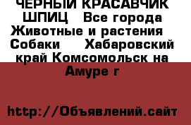 ЧЕРНЫЙ КРАСАВЧИК ШПИЦ - Все города Животные и растения » Собаки   . Хабаровский край,Комсомольск-на-Амуре г.